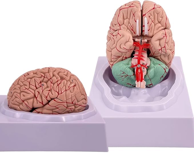 Disassembled Anatomical Human Brain Model - 8-Part Medical Teaching Tool for Brain Anatomy Study, Kids Learning & Science Classroom, Realistic Human Body Puzzle for Students and Doctors - Image 8