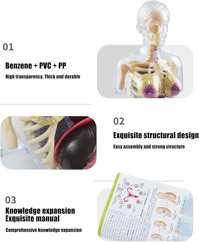 Human Body Model for Kids | Pregnancy Skeleton Model Toy | Anatomical Assembly Educational Toys for Children Classroom Students Learning Enthusiasts Preschool - Image 7