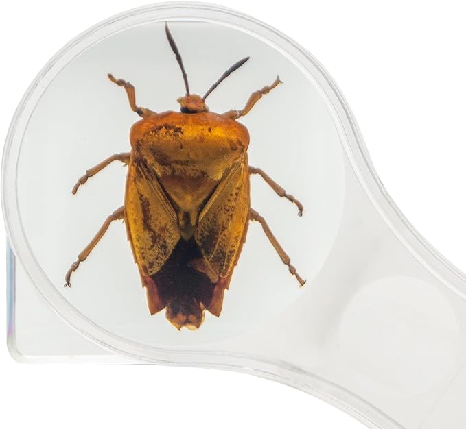 Insect Specimen Set, Bugs Collection Scientific Education Gift for Kids Aged 3-8-12 (Spider, Scorpion, Cricket, Chafers, Stink Bug, Spotted Lanternfly Resin Collection) - Image 3