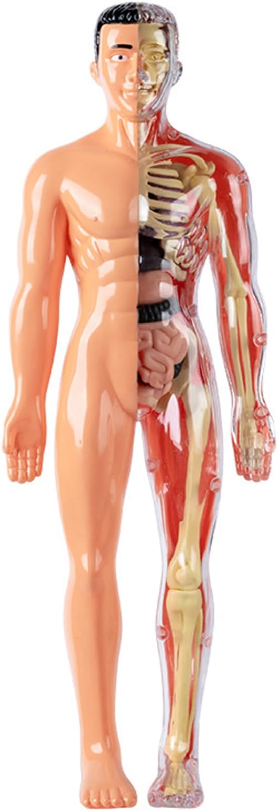 Human Body Model for Kids Detachable Visualized 3D Anatomy Model Enlightenment Science Toys Cultivates Explore Curiosity Hands-On Skills, Semi-Transparent|Science Kits Toys by Lawnrden