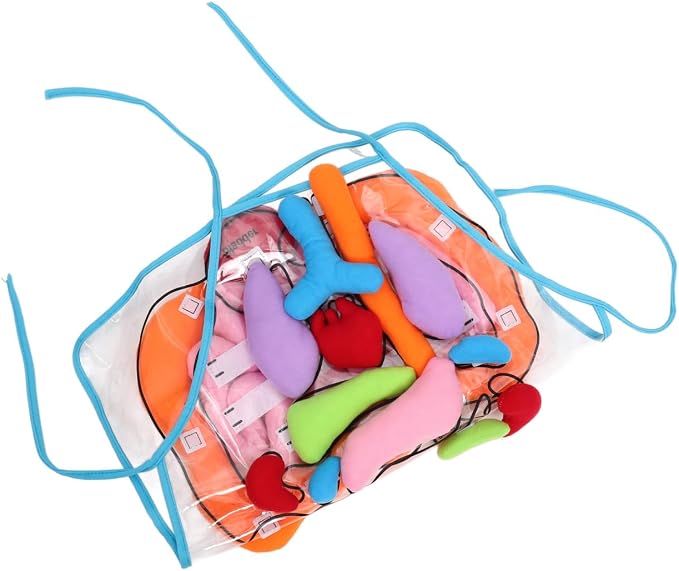 POPETPOP Human Organs Apron 3D Educational Toy for Kids Preschool Cognitive Anatomy Teaching Tool for Home and Classroom Science Learning - Image 9