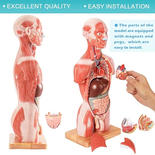 2026 New Human Body Deluxe Musculature Model, 16 Pcs Removable 17 inch - Image 4