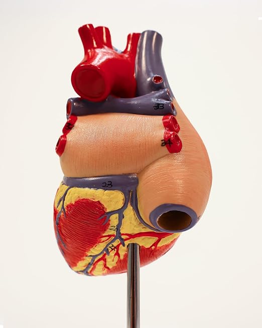 Axis Scientific Life-Size Human Heart Model - Image 8