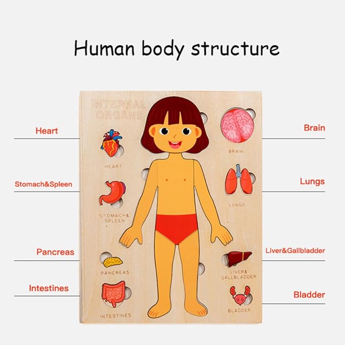 Montessori Jigsaw Puzzle of Human Structure Kids Human Learning Toy Anatomy Organ Model Anatomy Toy Children Human Organ Education Toys Human Organ Teaching Aids (Boy) - Image 6