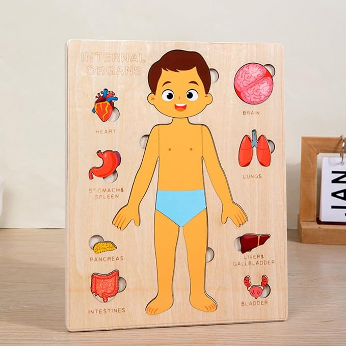 Montessori Jigsaw Puzzle of Human Structure Kids Human Learning Toy Anatomy Organ Model Anatomy Toy Children Human Organ Education Toys Human Organ Teaching Aids (Boy) - Image 3
