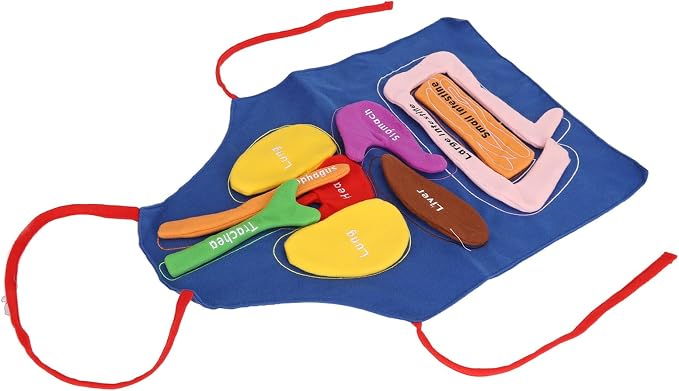 3D Organ Apron Human Body Organs Anatomy Costume DIY Educational Toy Removable Organs Learning Tool for Kids Science Museums Kindergartens Parent Child Games Polyester Material - Image 2