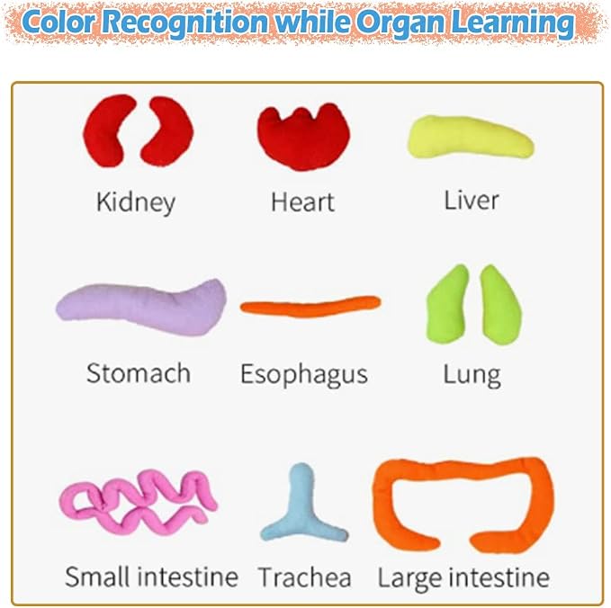 KAKIBLIN Human Body Plush Toy with Removable Organs for Toddlers Learning - Image 4