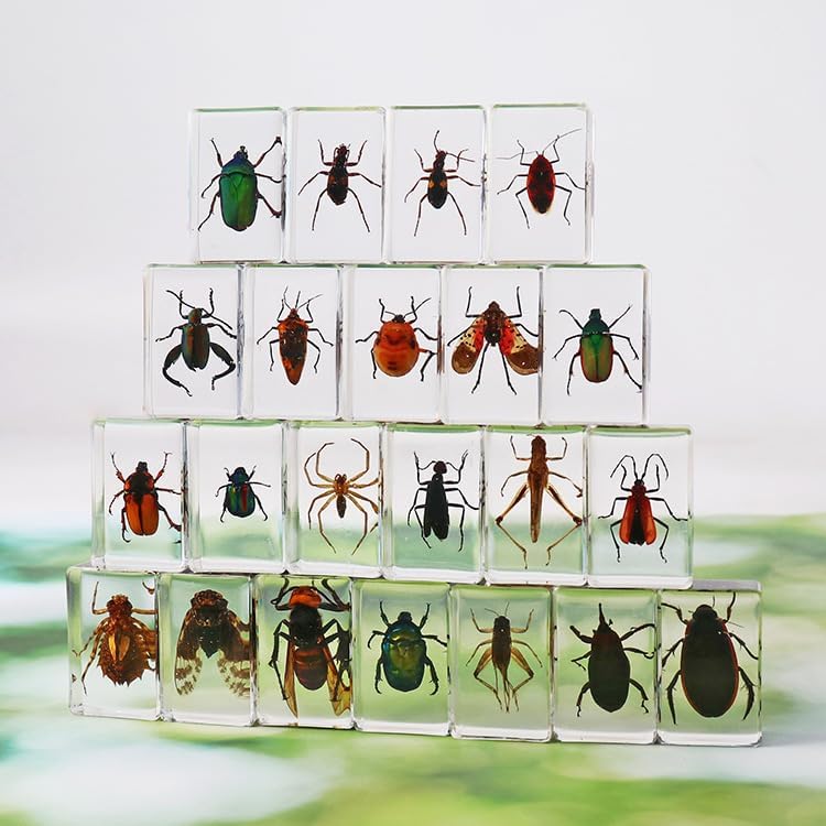 Insect in Resin Collection,Educational Bugs Specimen Set for Kids,Perfect for Preschool,Classroom Science and Home Displays (20 Insect Styles) - Image 6