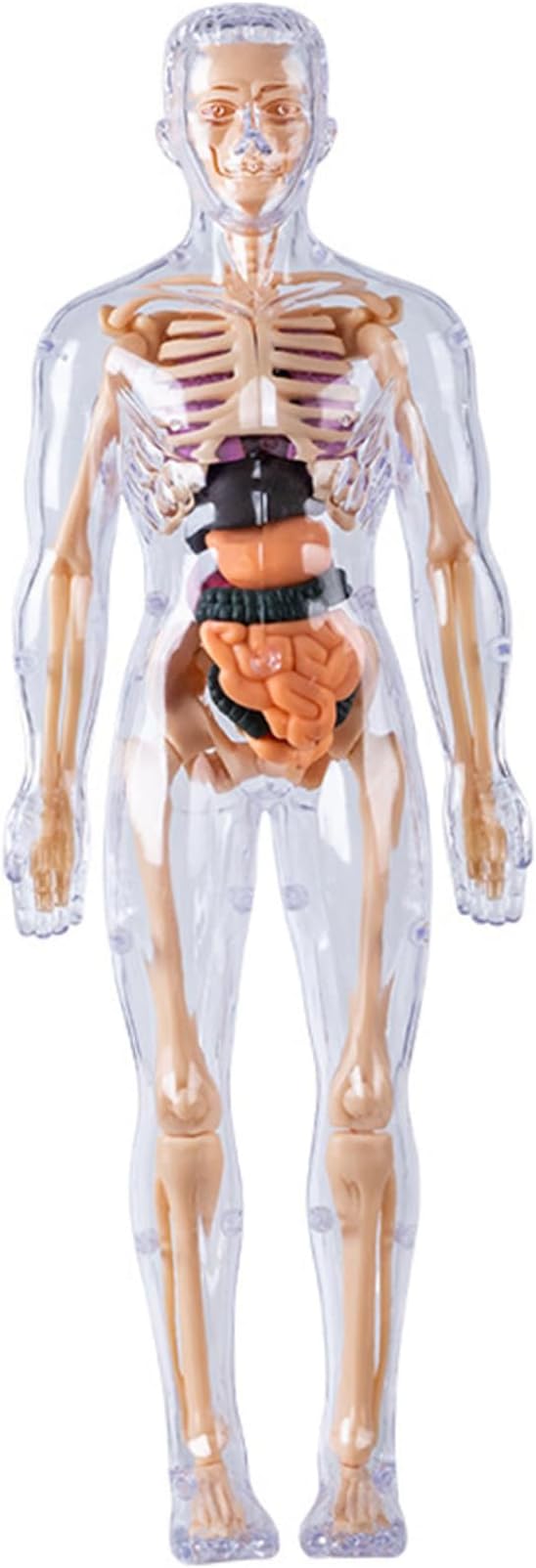 Human Body Model for Kids Detachable Visualized 3D Anatomy Model Enlightenment Science Toys Cultivates Explore Curiosity Hands-On Skills, Fully Transparent|Science Kits Toys by Lawnrden
