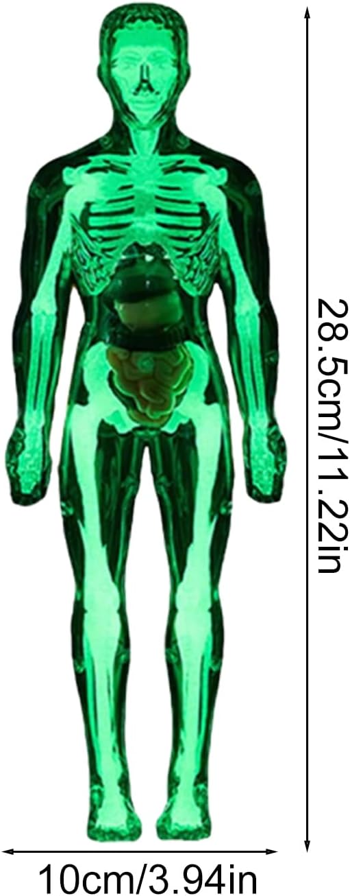 Kids Human Anatomy Model 3D Realistic Assembly Educational - Image 5