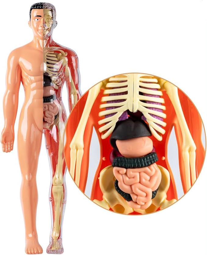 3D Human Body Anatomy Model, Removable Organs Educational Toy for Science Teaching, Translucent Transparent Glow-in-Dark Torso Model for Kids Students, 10x28.5cm - Image 7
