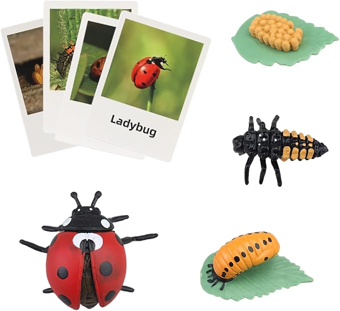 Montessori Life Cycle Animal Figures with Flash Cards, Realistic Animal Figurines Toy, Educational Matching Game for 3+ Year Old Kids (Ladybug) by MIKNEKE