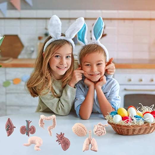Human Model Human Body Organs for Human Anatomy Body Parts Learning Toy Human System Model,8Pcs 3D Anatomy Model Prop Plastic,Educational Toys for Kids (Graphic Color) - Image 3