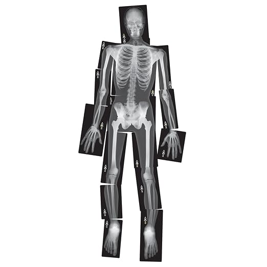 Human X-Rays – 18-Piece Life-Size Skeletal Set for Light Table or Window Exploration, Ages 5+ by ConstructivePlaythings
