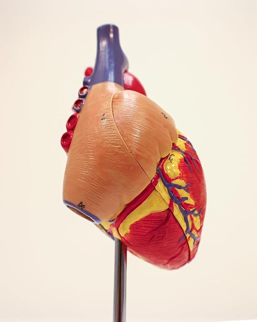 Axis Scientific Life-Size Human Heart Model - Image 6