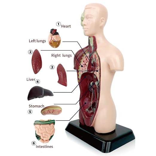 Anatomy for Kids Detachable STEM Learning Toys - Image 7