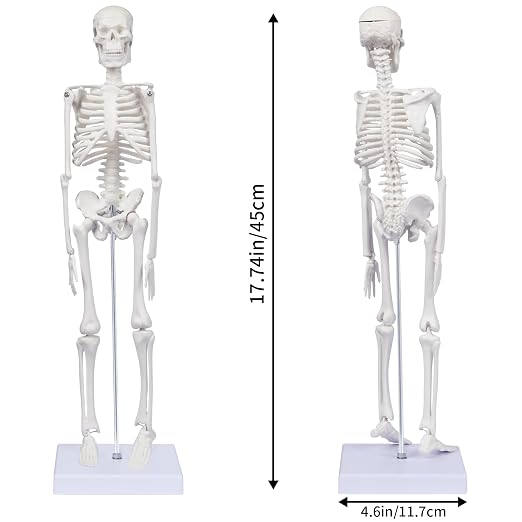 Human Skeleton Model for Anatomy: 17"H Mini Human Body Model with Movable Arms, Legs & Sturdy Stand, Scientific Bone Model for Teaching & Simpl Display - Image 4