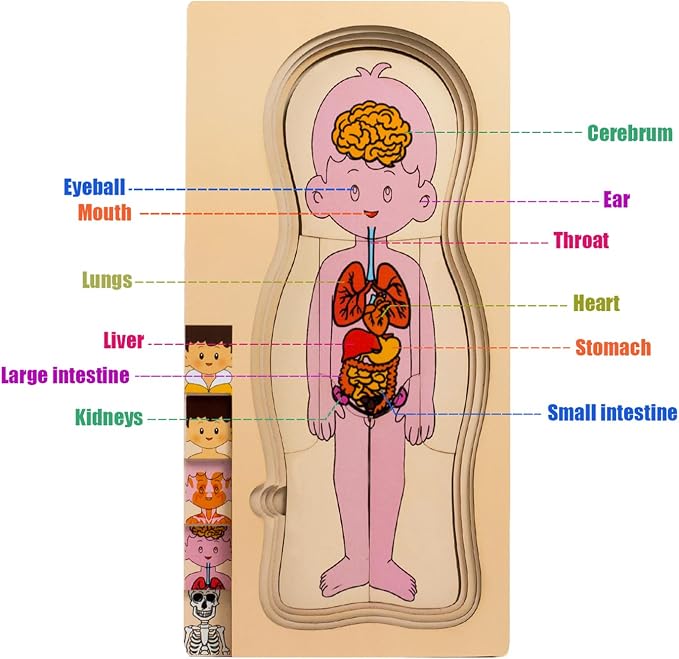 [Brand] My Body Parts Wooden Anatomy Puzzle, Preschool Learning Human Body Skeleton Toy for Boys and Girls 3-8 Years Old - Image 6