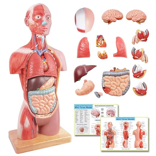 2026 New Human Body Deluxe Musculature Model, 16 Pcs Removable 17 inch - Image 8