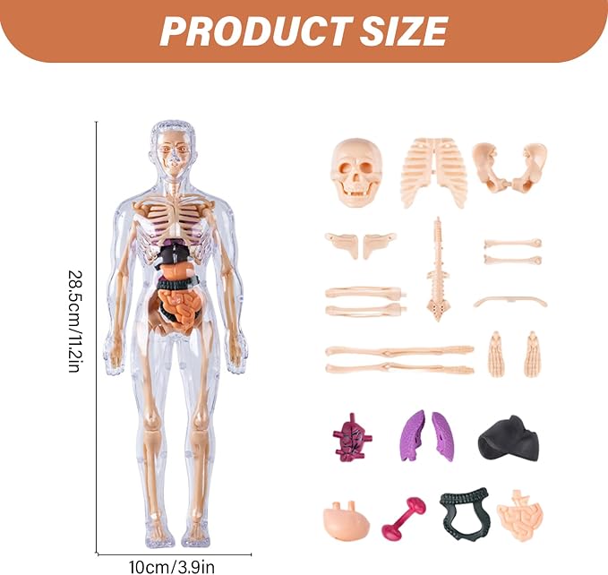 Human Body Model for Kids Detachable Visualized 3D Anatomy Model Enlightenment Science Toys Cultivates Explore Curiosity Hands-On Skills, Fully Transparent|Science Kits Toys - Image 4