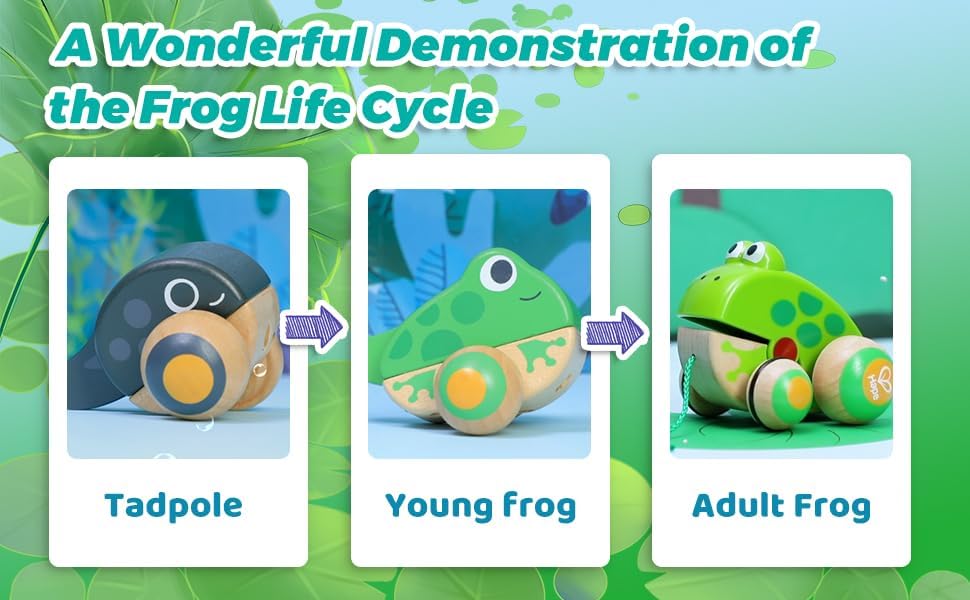 Hape Pull Along Frog Family with Anti-Rollover Wheels, Toddler Push and Pull Toys - Image 6