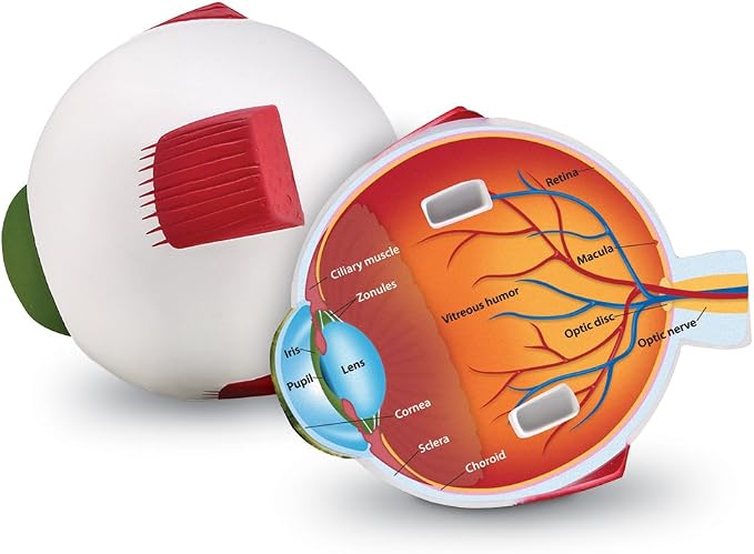 Learning Resources Cross-Section Human Eye Model by LearningResources