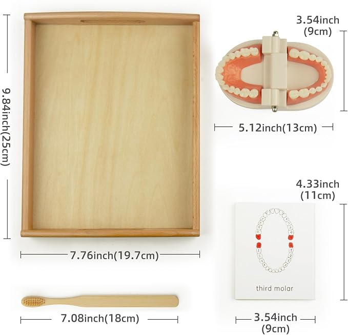 MEROCO Montessori Practical Life Teeth Model and Cards Teeth Brushing Toys - Image 3