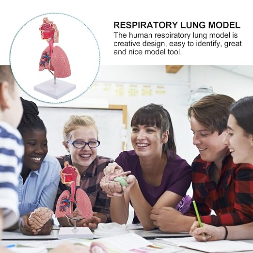TEHAUX Human Lung Model, 3D Respiratory Lung Model, Human Nasal Cavity Throat Anatomy Tool for Teaching, PVC Material, Multi-Color, 10.6 X 4.7 X 4.7 Inches - Image 2