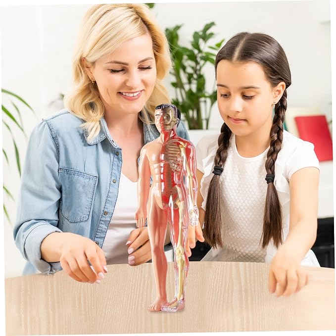 Human Body Model for Kids Detachable Visualized 3D Anatomy Model Enlightenment Science Toys Cultivates Explore Curiosity Hands-On Skills, Semi-Transparent|Science Kits Toys - Image 4