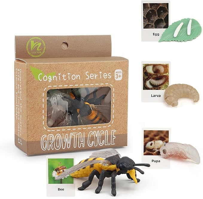 Montessori Bee Life Cycle with Flash Cards, Realistic Animal Figurines Toy, Animal Educational Matching Game for 3+ Year Old Kids (Bee) - Image 5