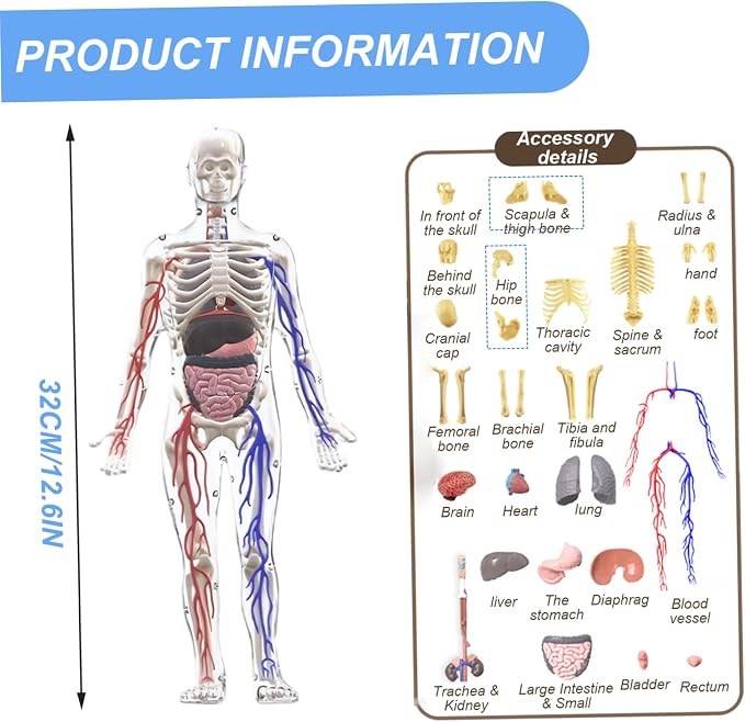 Human Body Structure Model, 3D Human Body Model for Kids with Removable Bones, Organs and Blood Vessels for Anatomy Skeleton - Image 6