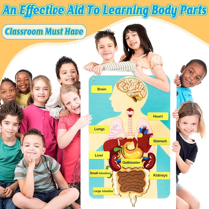 Human Body Parts Felt Board Stories for Kids, Body Model Teaching Puzzle - Image 7