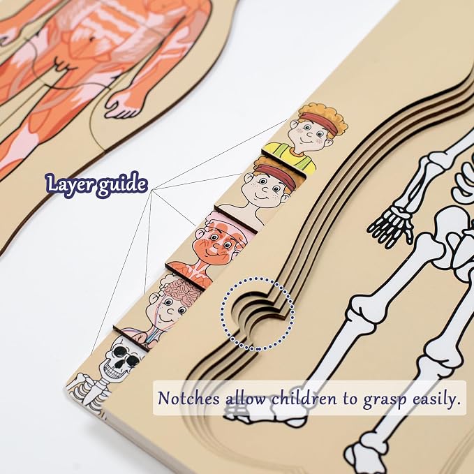 My Body Parts Puzzle for Toddlers Kids Girls Boys Montessori Wooden Anatomy Puzzle 3-5 Years Old Preschool Learning Game Human Body Cognitive Toys - Image 5