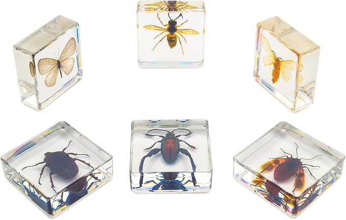 6 PCS Resin Insect Specimen Set, Butterfly, Jewel Frog Beetle, Silk Moth, Chafer, Stinkbug, Wasp, Science Education Toy for Kids - Image 2