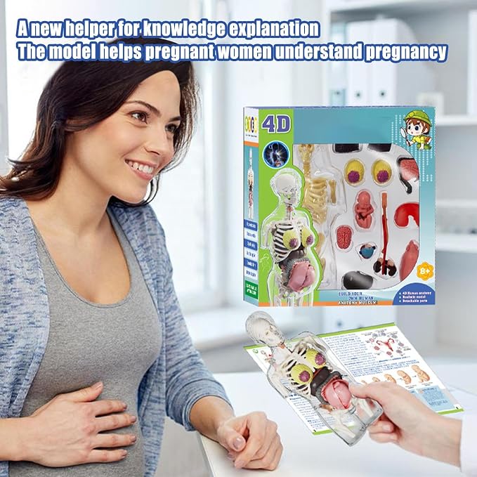 Human Body Model for Kids | Pregnancy Skeleton Model Toy | Anatomical Assembly Educational Toys for Children Classroom Students Learning Enthusiasts Preschool - Image 2