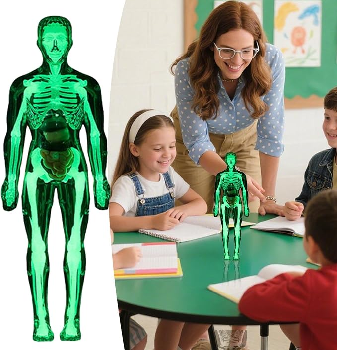 Kids Human Anatomy Model 3D Realistic Assembly Educational - Image 3