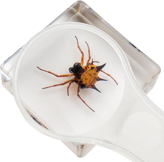 Insect Specimen Set, Bugs Collection Scientific Education Gift for Kids Aged 3-8-12 (Millipede, Centipede, Dragonfly Larvae, Tea Seed Bug, Red Longhorn Beetle, Spiny Spider) - Image 3