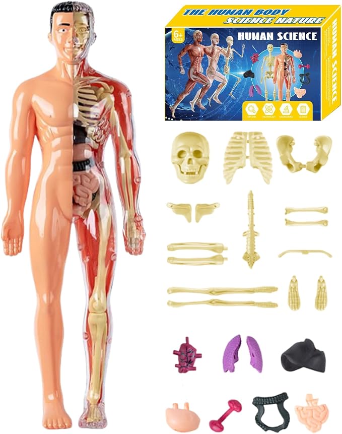 3D Human Body Anatomy Model, Removable Organs Educational Toy for Science Teaching, Translucent Transparent Glow-in-Dark Torso Model for Kids Students, 10x28.5cm - Image 8