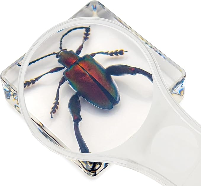 6 PCS Resin Insect Specimen Set, Butterfly, Jewel Frog Beetle, Silk Moth, Chafer, Stinkbug, Wasp, Science Education Toy for Kids - Image 3