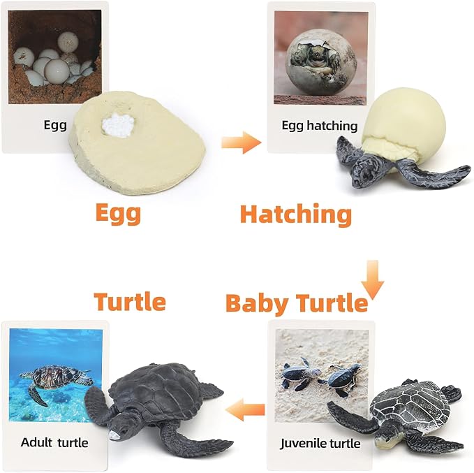 Montessori Life Cycle Animal Figures with Flash Cards, Realistic Animal Figurines Toy, Educational Matching Game for 3+ Year Old Kids (Turtle) - Image 2