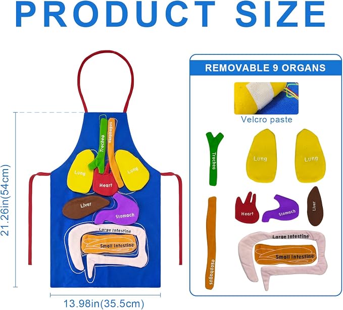 3D Organs Apron, Anatomy for Kids Apron Body Parts Organs Educational Toys, Soft Disassembled Internal Organs Plush Model for Home Preschool Teaching Aid Boy Gir - Image 3