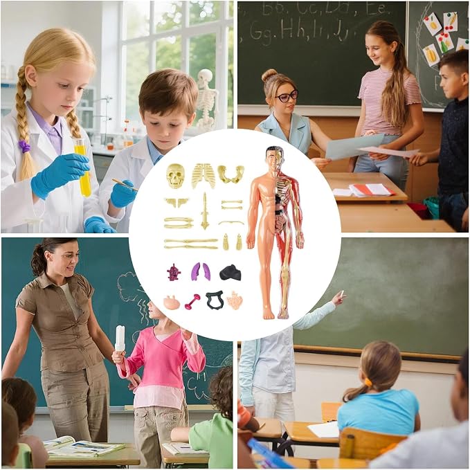 3D Human Body Anatomy Model, Removable Organs Educational Toy for Science Teaching, Translucent Transparent Glow-in-Dark Torso Model for Kids Students, 10x28.5cm - Image 4