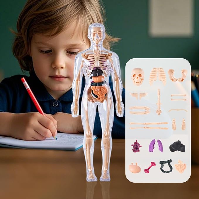 3D Human Body Anatomy Model, Removable Organs Educational Toy for Science Teaching, Translucent Transparent Glow-in-Dark Torso Model for Kids Students, 10x28.5cm - Image 4