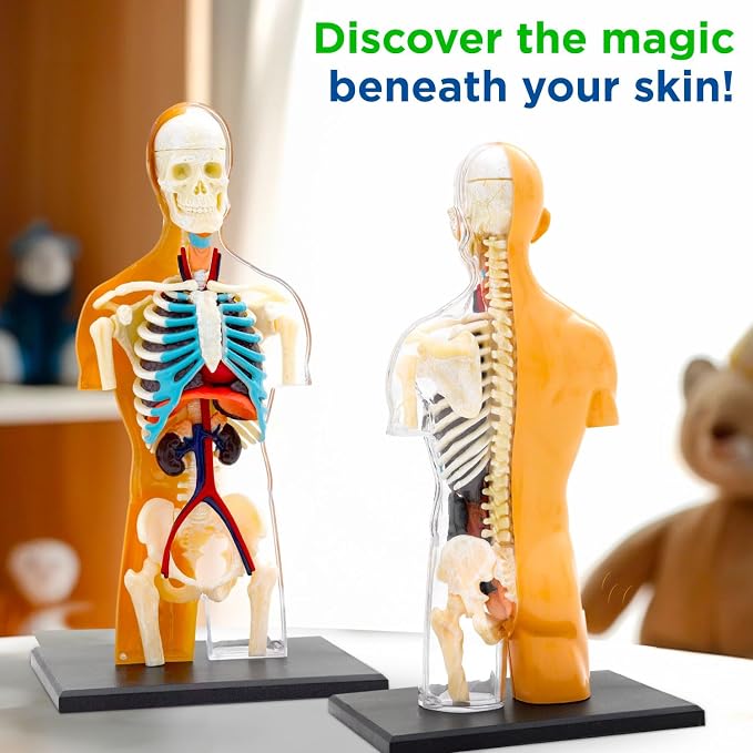 Thames & Kosmos 260830 Human Body Anatomy Model Toy, Multi - Image 6