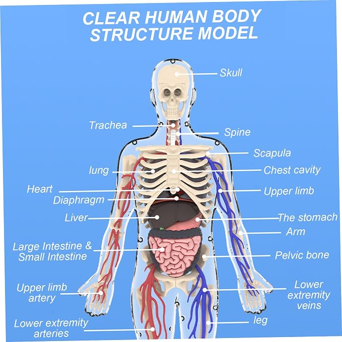 Human Body Structure Model, 3D Human Body Model for Kids with Removable Bones, Organs and Blood Vessels for Anatomy Skeleton - Image 3