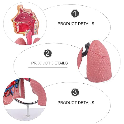 TEHAUX Human Lung Model, 3D Respiratory Lung Model, Human Nasal Cavity Throat Anatomy Tool for Teaching, PVC Material, Multi-Color, 10.6 X 4.7 X 4.7 Inches - Image 6