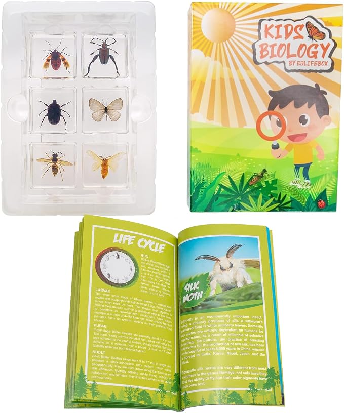 6 PCS Resin Insect Specimen Set, Butterfly, Jewel Frog Beetle, Silk Moth, Chafer, Stinkbug, Wasp, Science Education Toy for Kids - Image 5