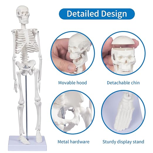 Human Skeleton Model for Anatomy: 17"H Mini Human Body Model with Movable Arms, Legs & Sturdy Stand, Scientific Bone Model for Teaching & Simpl Display - Image 5