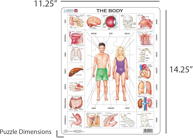 Larsen Human Body 35 Piece Educational Anatomy Puzzle for Children - Image 4