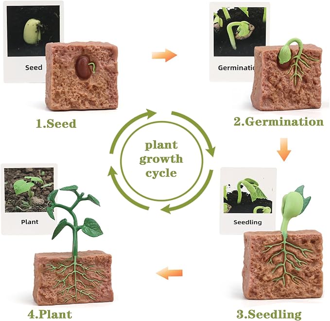 Mbrain 4 pcs Plant Growth Cycle with Flash Cards,Life Cycle Learning & Education Toys,Montessori Toys,Gift for Girl & Boy for 3 4 5 6 7 Year Old (Plant) - Image 3